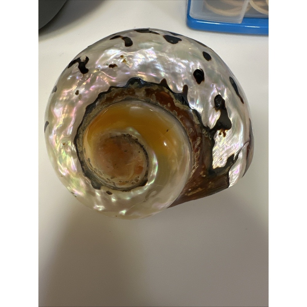 Large 3"‎ Philippines SARMATICUS TURBO Sea Shell Hermit Crab House Beach Decor